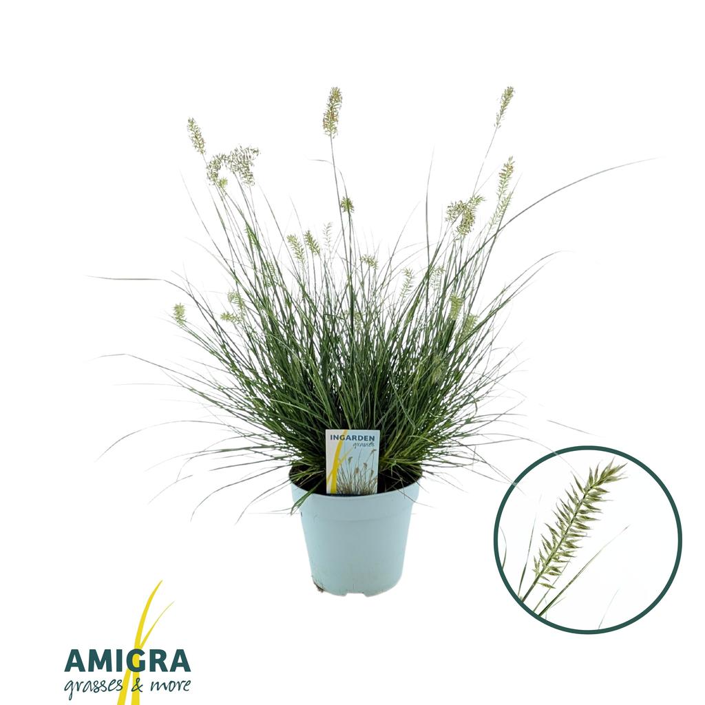 Picture of Pennisetum alopecuroides Litte Honey P17 (2 Ltr)