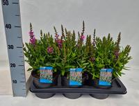 Lythrum salicaria Robin