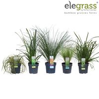Carex in varieties