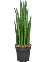 Sansevieria cylindrica Tower