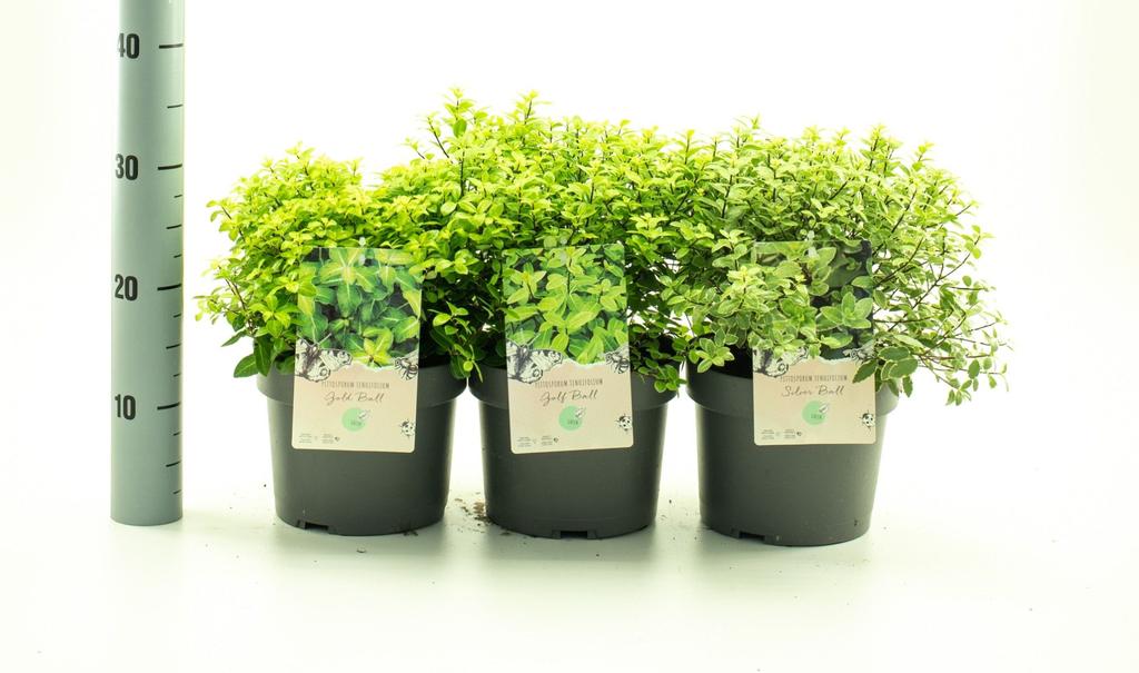 Obrázok z Pittosporum ten. in varieties P19 (3 Ltr)