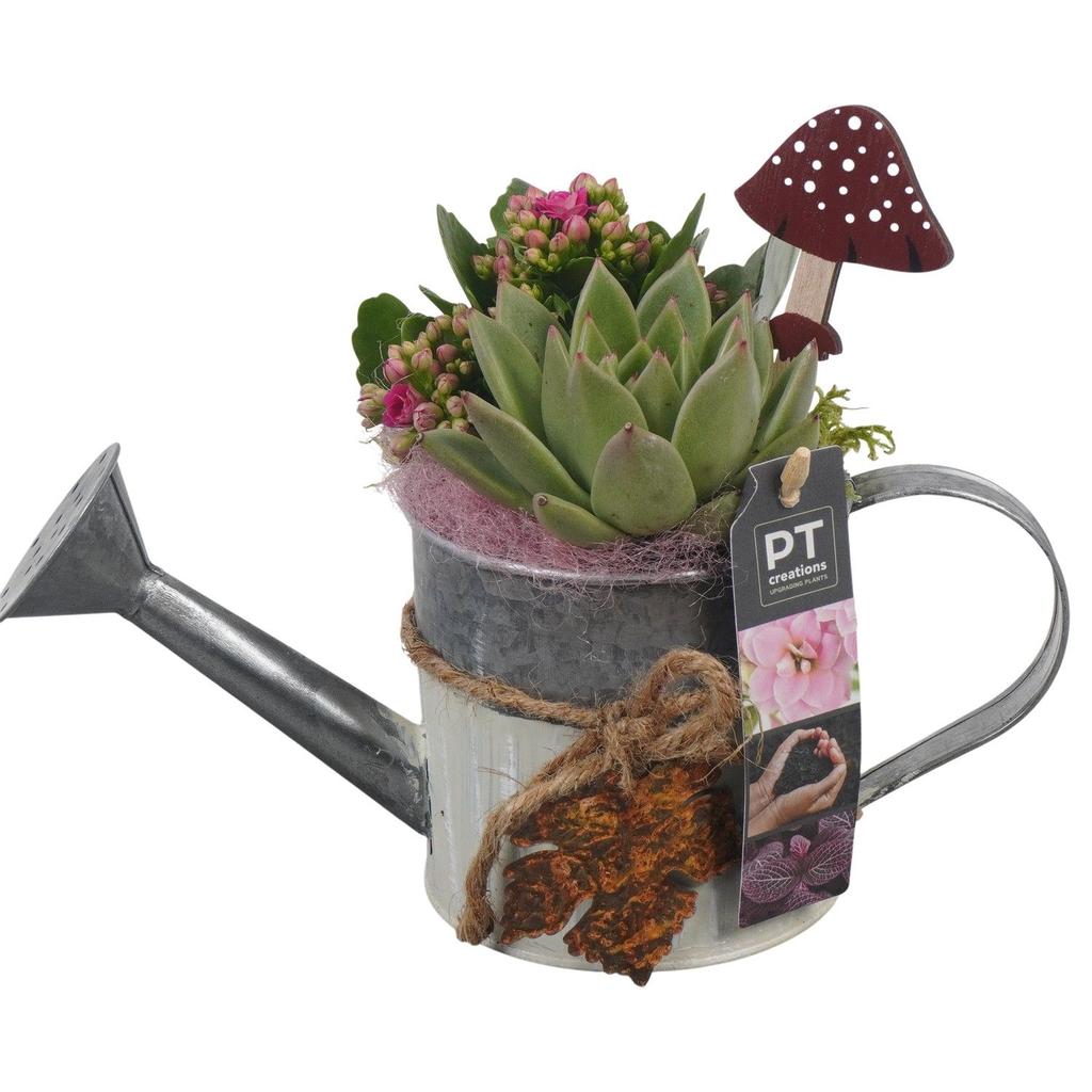 Picture of PTHI5308 Arrangement Autumn Indoor in metal watercan P10 21CM