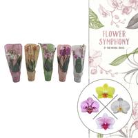 Phalaenopsis hybrid Flower Symphony in colour sleeve