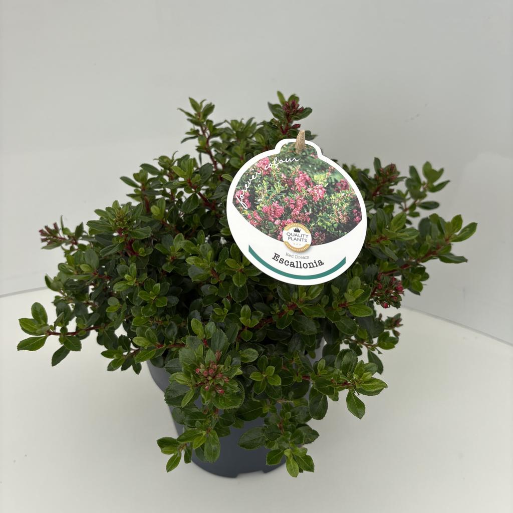Picture of Escallonia Red Dream P17 (2 Ltr)