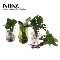 Hydroponic Intent in Valencia glass