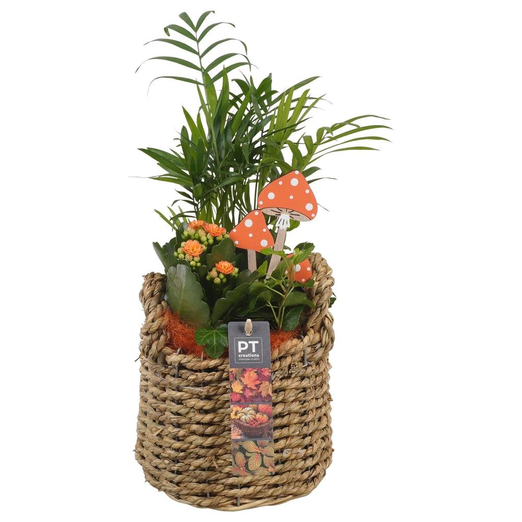 Picture of PTHI5425 Arrangement Autumn Indoor in willow basket P15 37CM