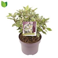 Elaeagnus ebb. Compacta