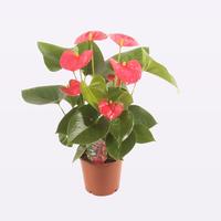 Anthurium New Pink Selected