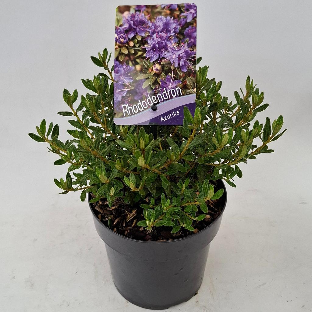 Afbeeldingen van Rhododendron Azurika P17 (2 Ltr)