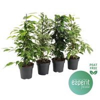 Ficus benjamina Royal varieties