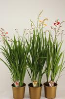 Crocosmia mix