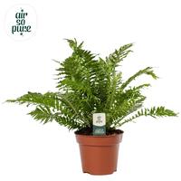 Blechnum Silver Lady ASP (INDOOR)
