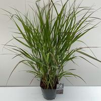 Panicum virg. Squaw