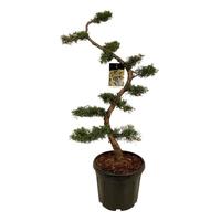 Juniperus pfitzeriana