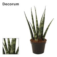 Sansevieria Fernwood