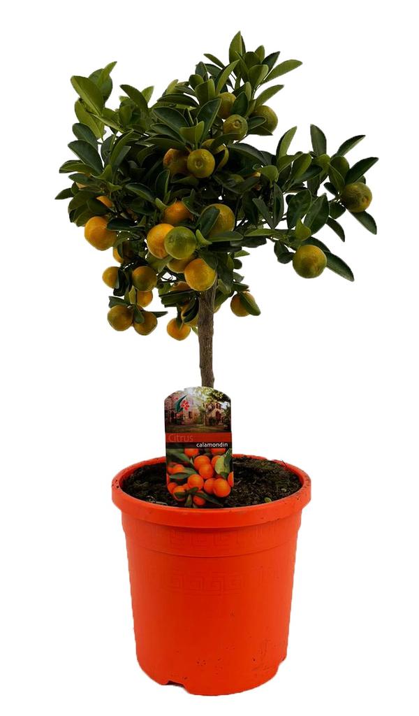 Picture of Citrus calamondin P19 (3 Ltr) std 15/fruit