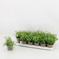 Ficus Pumila 9cm White Sunny