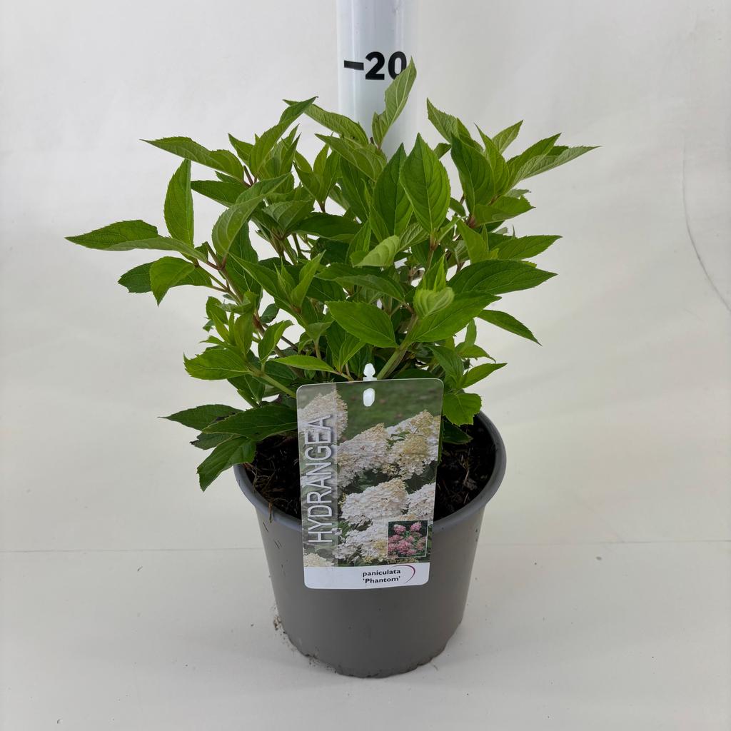Picture of Hydrangea pan. Phantom P19 (3 Ltr)
