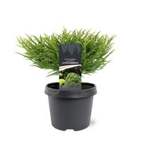 Cryptomeria jap. Little Champion