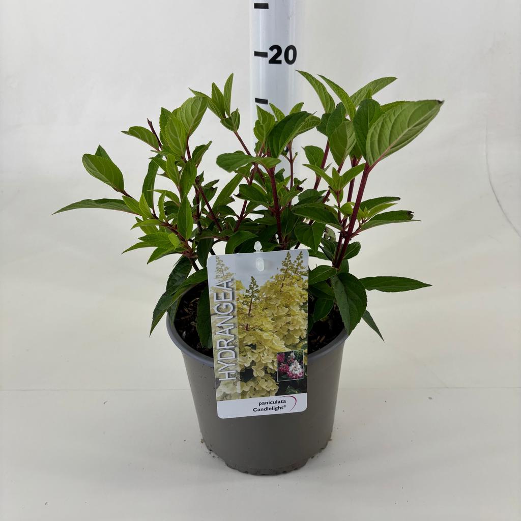 Picture of Hydrangea pan. Candlelight P19 (3 Ltr)