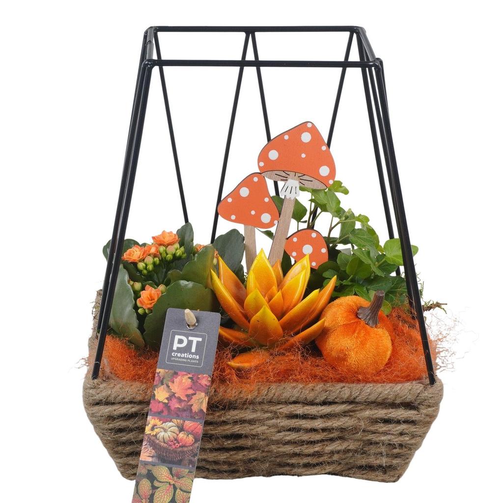 Picture of PTHI5449 Arrangement Autumn Indoor in rope-metal basket P20 25CM
