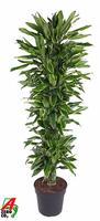 Dracaena Gold Coast branched