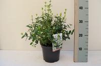 Euonymus fort. Emerald 'n Green