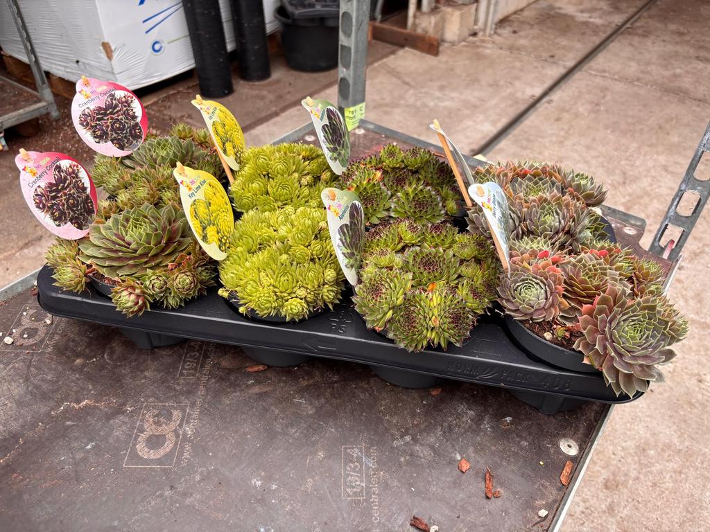 Picture of Chick Charms in varieties P12