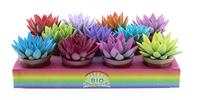 Echeveria Miranda Rainbow in varieties