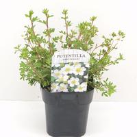Potentilla frut. Abbotswood