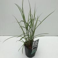 Miscanthus sin. Ferner Osten