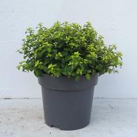 Pittosporum ten. Golden Ball - Colours in Shape