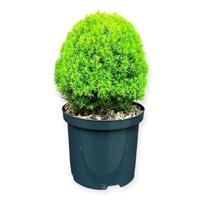 Thuja occ. Anniek