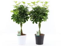 Schefflera arboricola Nora in Black & White ceramics