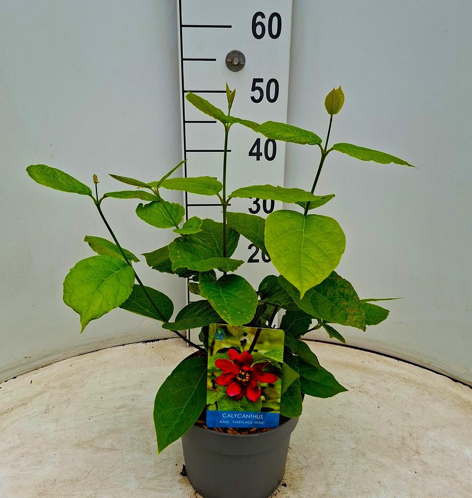 Picture of Calycanthus x raulstonii Hartlage Wine P19 (3 Ltr) 40-50CM