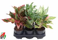 Aglaonema special varieties