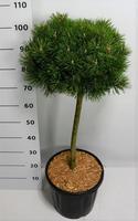 Pinus mugo Mops