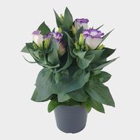 Lisianthus Bolero Blue Rim