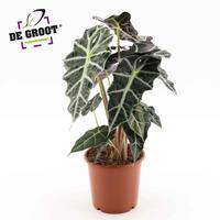 Alocasia Polly