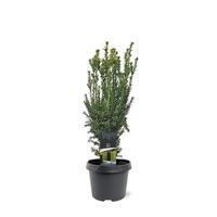 Taxus media Hillii