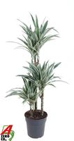Dracaena White Stripe 60-30-15