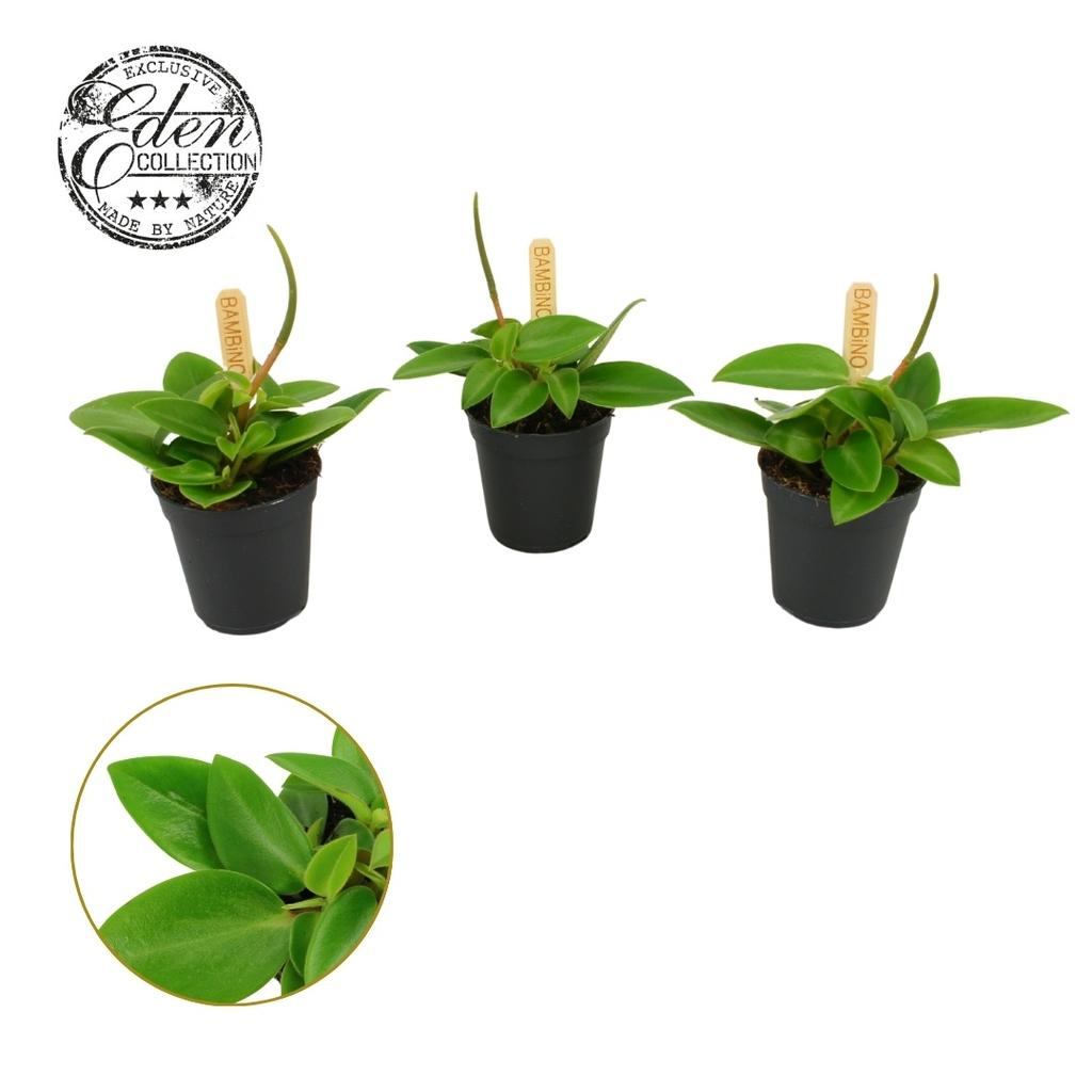 Picture of Peperomia Pixie Bambino P5.5 10CM