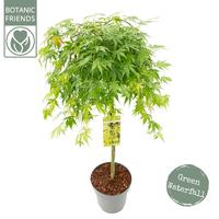 Acer palm. Cascade Emerald