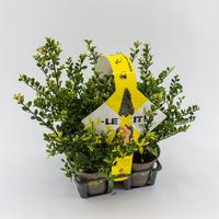 Ilex cr. Dark Green 4-PACKS 12/CM-BUSH Piece × 21 - £ 5.97 Shelf £ 5.84 Trolley