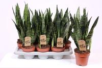 Sansevieria Black Coral