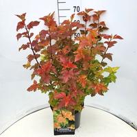 Physocarpus op. Amber Queen