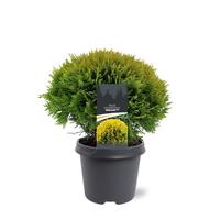 Thuja occ. mirjam