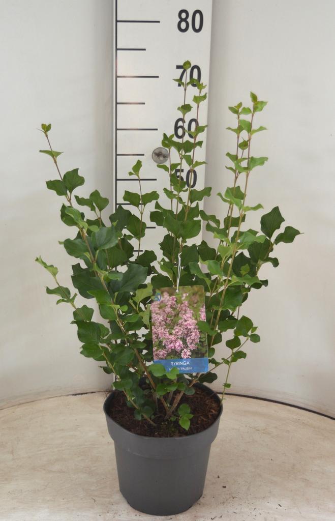 Picture of Syringa meyeri Palibin P21 (4 Ltr)
