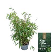 Fargesia robusta Pingwu