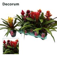 Guzmania Special in varieties